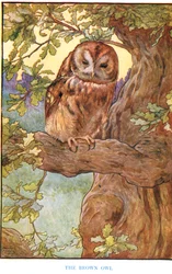 Die braune Eule, Illustration aus 